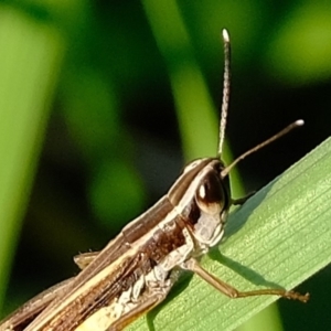 Macrotona australis at Melba, ACT - 25 Feb 2020