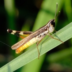 Macrotona australis at Melba, ACT - 25 Feb 2020