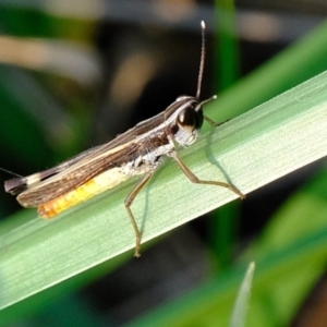 Macrotona australis at Melba, ACT - 25 Feb 2020