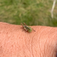 Kosciuscola cognatus (A grasshopper) at Kosciuszko National Park, NSW - 24 Feb 2020 by SimoneC