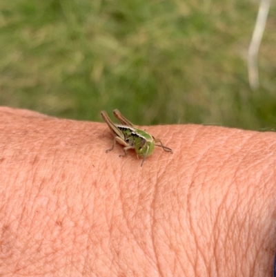 Kosciuscola cognatus (A grasshopper) at Kosciuszko National Park - 24 Feb 2020 by SimoneC
