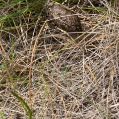 Acripeza reticulata (Mountain Katydid) at Kosciuszko National Park - 24 Feb 2020 by SimoneC