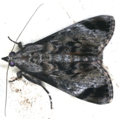 Salma pyrastis (A Pyralid moth (Epipaschiinae) at Ainslie, ACT - 5 Feb 2020 by jb2602