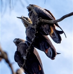 Calyptorhynchus lathami (Glossy Black-Cockatoo) at Wingecarribee Local Government Area - 25 Feb 2020 by Aussiegall