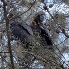 Calyptorhynchus lathami lathami at Penrose, NSW - suppressed