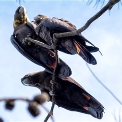 Calyptorhynchus lathami lathami at Penrose, NSW - suppressed