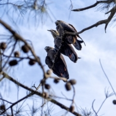 Calyptorhynchus lathami at Penrose, NSW - 25 Feb 2020