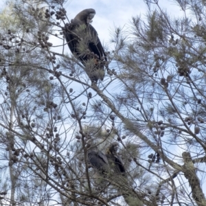 Calyptorhynchus lathami lathami at Penrose, NSW - 25 Feb 2020