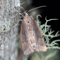 Conosara castanea (Forest Geometrid) at Cotter River, ACT - 1 Apr 2019 by ibaird