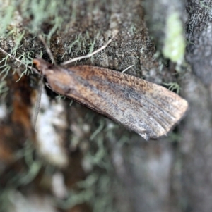 Conosara castanea at Cotter River, ACT - 1 Apr 2019