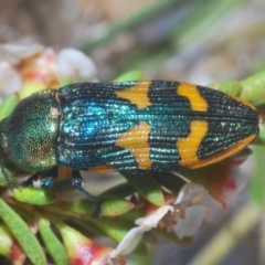 Castiarina dimidiata (A jewel beetle) at Kosciuszko National Park, NSW - 22 Feb 2020 by Harrisi