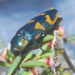 Castiarina dimidiata at Kosciuszko National Park, NSW - 22 Feb 2020