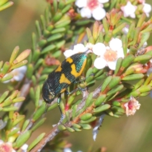 Castiarina dimidiata at Kosciuszko National Park, NSW - 22 Feb 2020