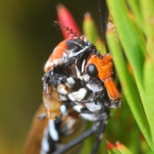 Clytocosmus helmsi at Kosciuszko National Park, NSW - 22 Feb 2020