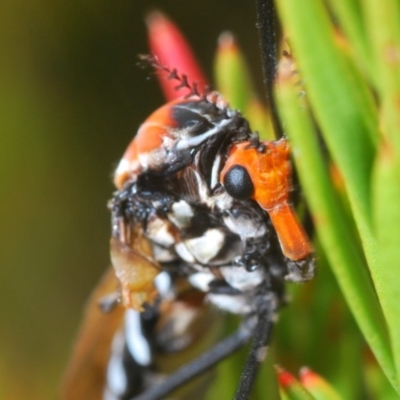 Clytocosmus helmsi (Helms' alpine crane fly) at Kosciuszko National Park - 22 Feb 2020 by Harrisi