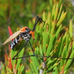 Clytocosmus helmsi at Kosciuszko National Park, NSW - 22 Feb 2020
