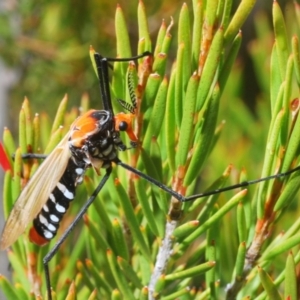 Clytocosmus helmsi at Kosciuszko National Park, NSW - 22 Feb 2020