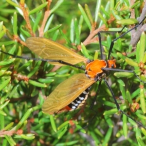 Clytocosmus helmsi at Kosciuszko National Park, NSW - 22 Feb 2020