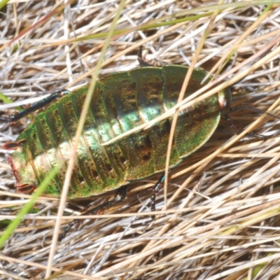 Polyzosteria viridissima (Alpine Metallic Cockroach) at Kosciuszko National Park - 21 Feb 2020 by Harrisi