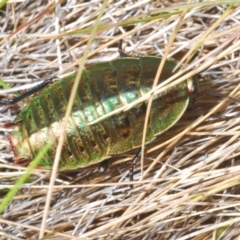 Polyzosteria viridissima (Alpine Metallic Cockroach) at Kosciuszko National Park, NSW - 21 Feb 2020 by Harrisi