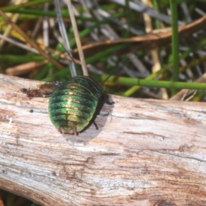 Polyzosteria viridissima at Kosciuszko National Park, NSW - 22 Feb 2020