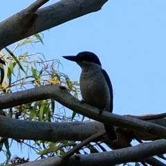 Todiramphus sanctus (Sacred Kingfisher) at Melba, ACT - 25 Feb 2020 by Kurt