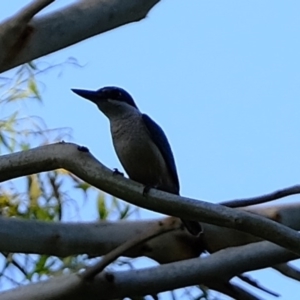 Todiramphus sanctus at Melba, ACT - 25 Feb 2020