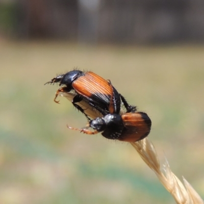 Phyllotocus navicularis (Nectar scarab) at Conder, ACT - 11 Feb 2020 by michaelb