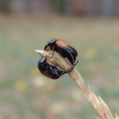 Phyllotocus navicularis at Conder, ACT - 11 Feb 2020