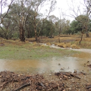 Eucalyptus blakelyi at Tharwa, ACT - 16 Feb 2020