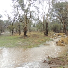 Eucalyptus blakelyi at Tharwa, ACT - 16 Feb 2020