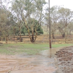 Eucalyptus blakelyi at Tharwa, ACT - 16 Feb 2020