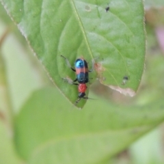 Dicranolaius bellulus (Red and Blue Pollen Beetle) at Tharwa, ACT - 21 Dec 2019 by MichaelBedingfield