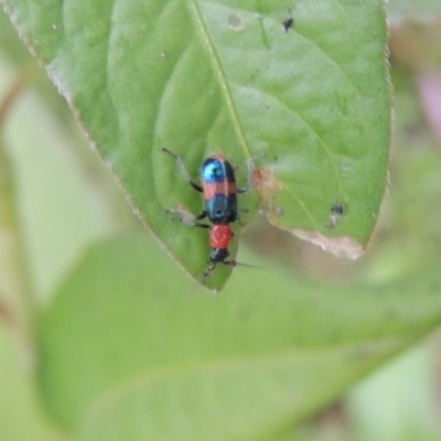 Dicranolaius bellulus (Red and Blue Pollen Beetle) at Tharwa, ACT - 21 Dec 2019 by MichaelBedingfield