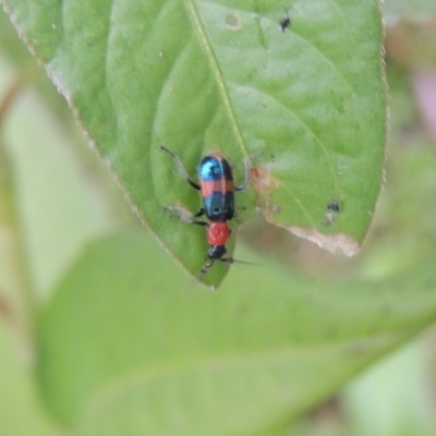 Dicranolaius bellulus (Red and Blue Pollen Beetle) at Point Hut to Tharwa - 21 Dec 2019 by michaelb