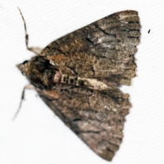 Heliomystis electrica (Electric Moth) at Namadgi National Park - 7 Feb 2019 by ibaird