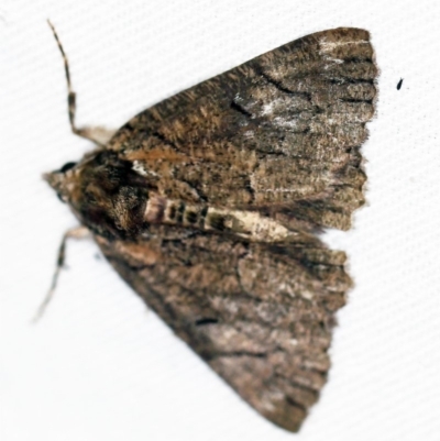 Heliomystis electrica (Electric Moth) at Cotter River, ACT - 7 Feb 2019 by ibaird