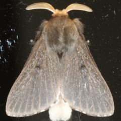 Symphyta nyctopis (A Bombycoid Moth (Lasiocampinae)) at Ainslie, ACT - 25 Feb 2020 by jbromilow50