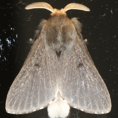 Symphyta nyctopis (A Bombycoid Moth (Lasiocampinae)) at Ainslie, ACT - 25 Feb 2020 by jbromilow50