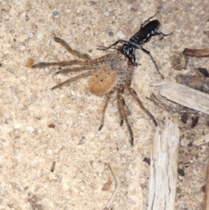 Turneromyia sp. (genus) at Hughes, ACT - 26 Feb 2020 12:30 PM