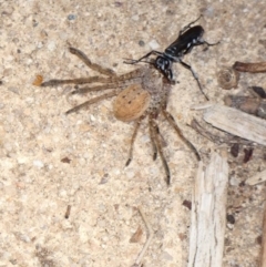 Turneromyia sp. (genus) (Zebra spider wasp) at Hughes, ACT - 26 Feb 2020 by Ct1000