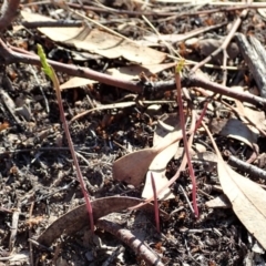 Corunastylis clivicola (Rufous midge orchid) at Cook, ACT - 24 Feb 2020 by CathB