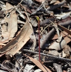 Corunastylis clivicola at Cook, ACT - suppressed