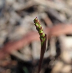 Corunastylis clivicola at Cook, ACT - 25 Feb 2020