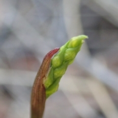 Corunastylis cornuta (Horned Midge Orchid) at Dunlop, ACT - 25 Feb 2020 by CathB