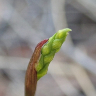 Corunastylis cornuta (Horned Midge Orchid) at Dunlop, ACT - 25 Feb 2020 by CathB