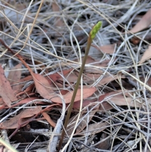 Corunastylis cornuta at Dunlop, ACT - 25 Feb 2020