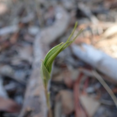 Diplodium ampliatum (Large Autumn Greenhood) at Mount Painter - 24 Feb 2020 by CathB