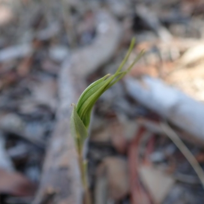 Diplodium ampliatum (Large Autumn Greenhood) at Cook, ACT - 24 Feb 2020 by CathB