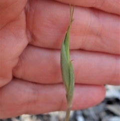 Diplodium ampliatum at Cook, ACT - suppressed